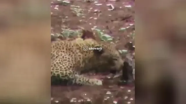 مهربانی ببر