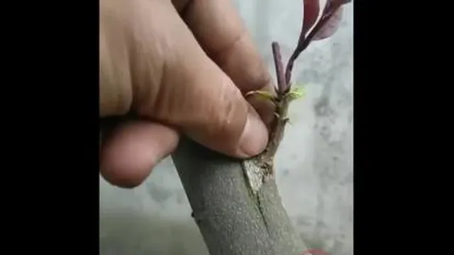 آموزش انواع پیوندزدن