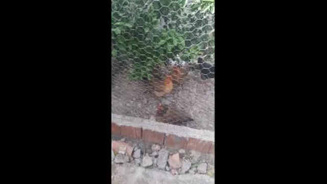 صبح دل انگیز روستای مرزنکلاته