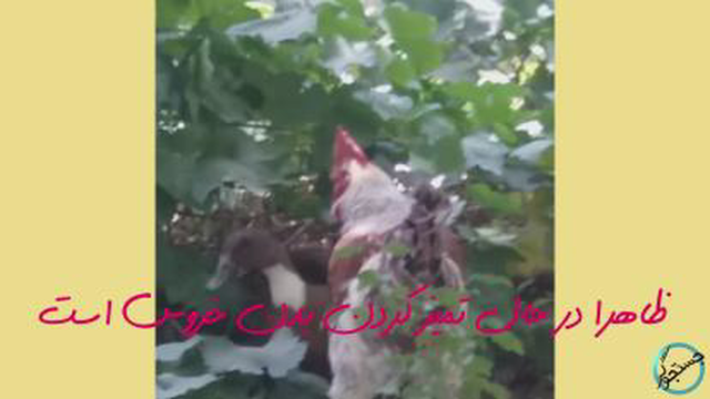 رفتار عجیب اردک با خروس