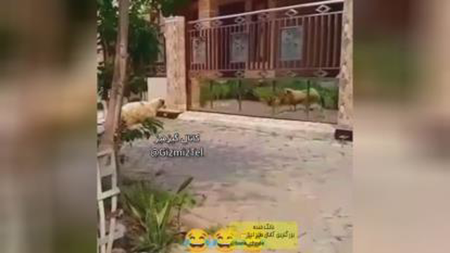 انقد میگن انقد گوسفندی