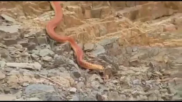 مار قرمز سنگ خور😳😳