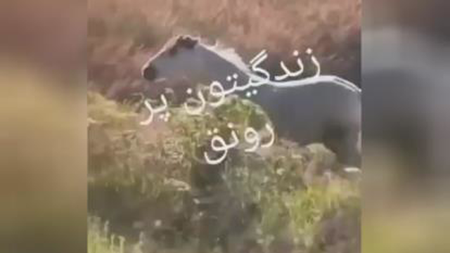 عجب آهنگی