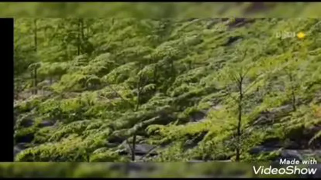 بشاگرد- مزارع مورنیگا-خواص مورنیگا