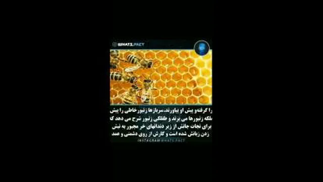 داستان زیبا و پند اموز