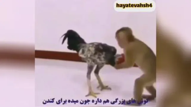 کشتی جالب میمون با خروس لاری
