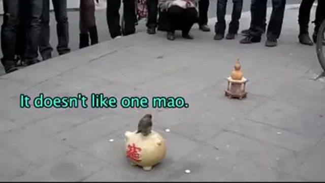 گنجشکی که سکه ها را جمع کرده و تو قلک می اندازد!