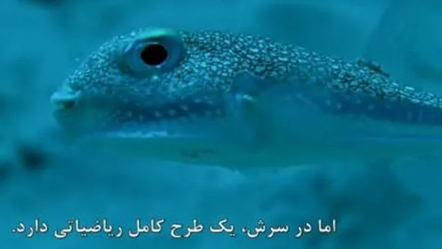 هنرمند ترین موجود زنده