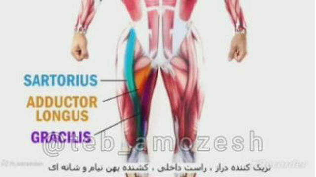 #آناتومی