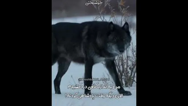 اره اینجوریاست