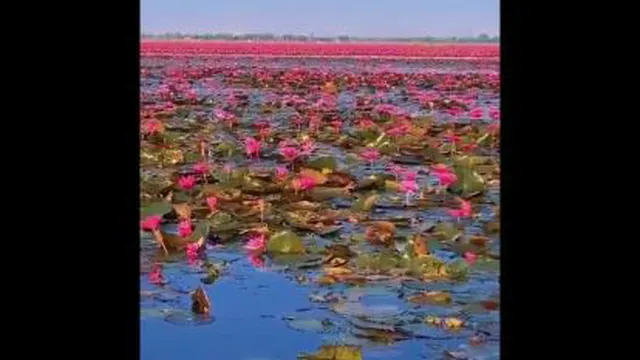 نیلوفرآبی