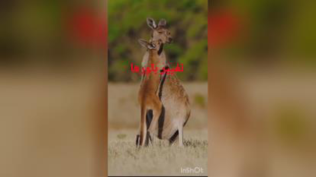 کلیپ