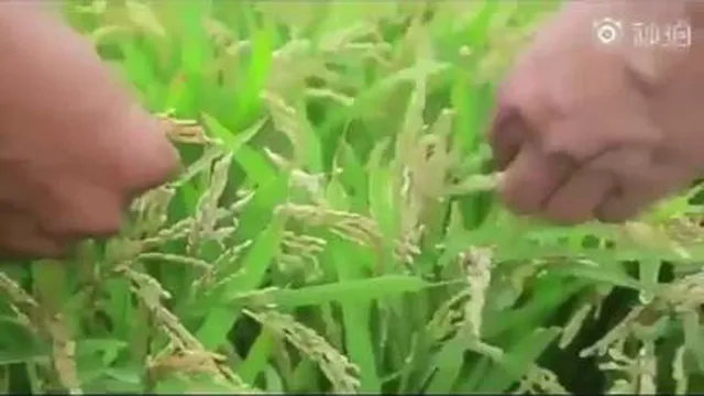 کاشت برنج با اب دریا