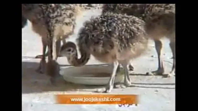 تولید و پرورش شتر مرغ