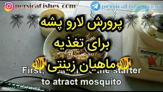 🔴اموزش تولید لارو پشه