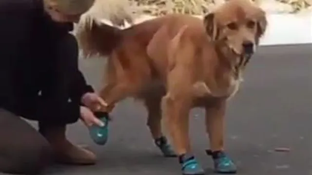 نمره پای سگگگ🤣