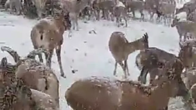 کوه شیدا استان چهارمحال و بختیاری