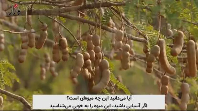 پرورش تمر هندی