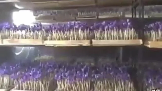پرورش زعفران گلخانه ای