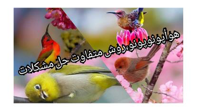 ترجمه دعای پاکسازی هواُپونوپونو مورنا همراه با تصاویر پرنده گیلاس خوار