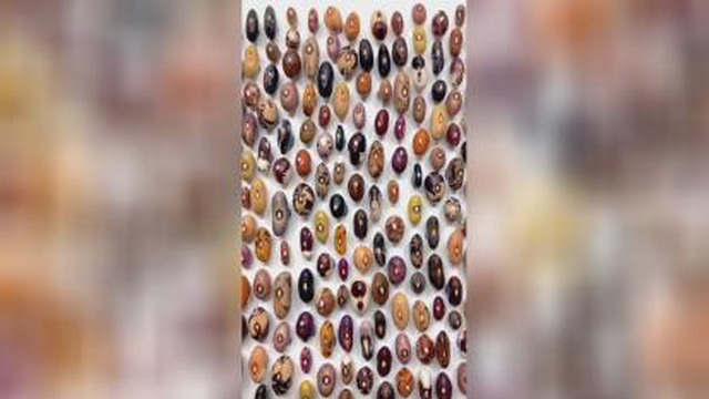 کلکسیون لوبیا رنگارنگ