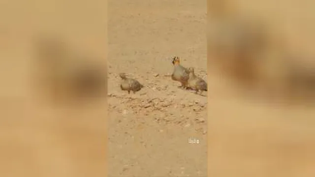 باقرقره