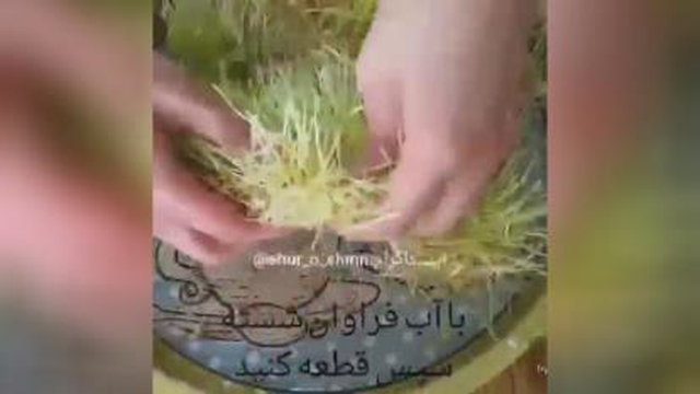 سمنو خانگی