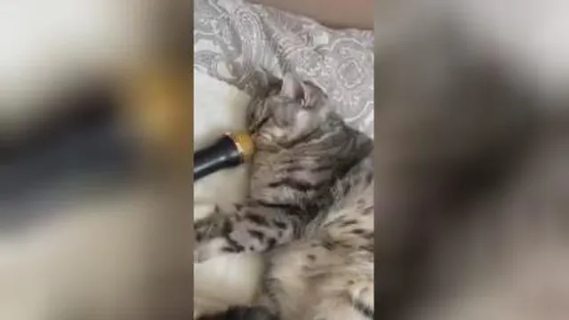 صدا گربه