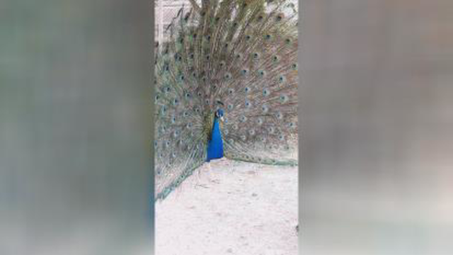 باغ پرندگان قمصر
