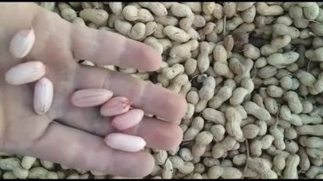 صادرات و واردات میوه جات و صیفی جات با کشور های اروپایی و عربی جهت اطلاعات بیشتر