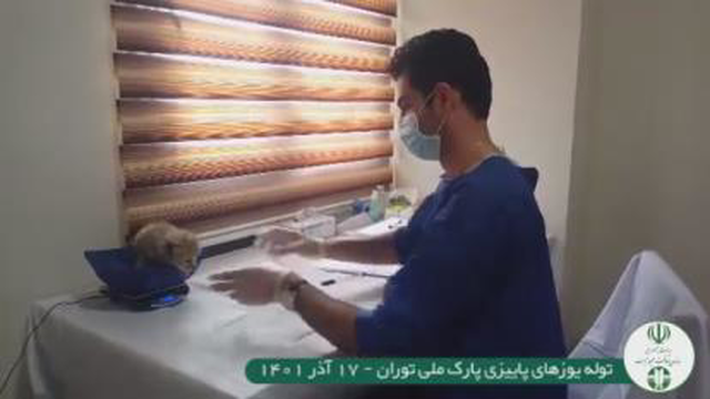 وزن کشی توله یوز