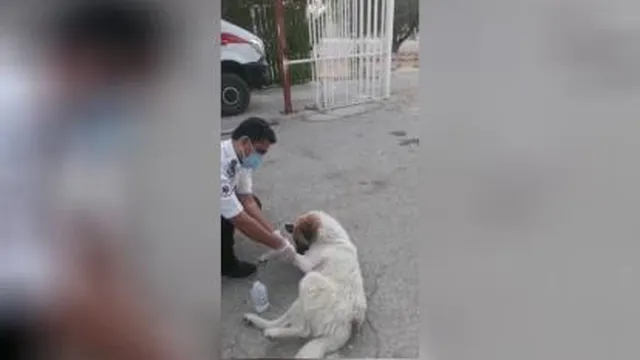 (ویدئو) پناه بردن سگ مصدوم به اورژانس