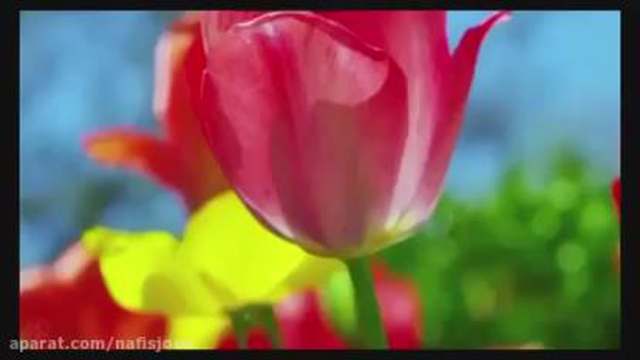 دعای سلامتی امام زمان (عج)