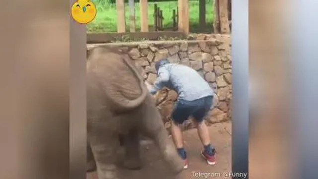 بچه فیل شیطون😅😅😅