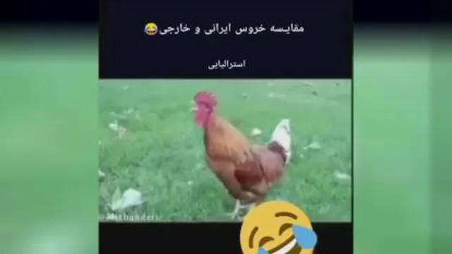 مقایسه خروس ایرانی و خارجی😂😂😂