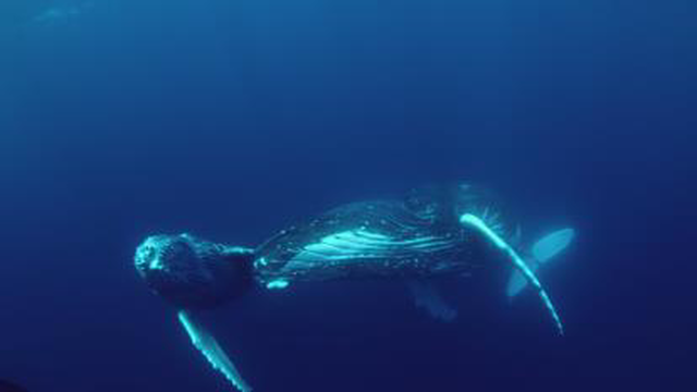 مستند تنهاترین نهنگ: در جستجوی نهنگ The Loneliest Whale: The Search for 52 2021