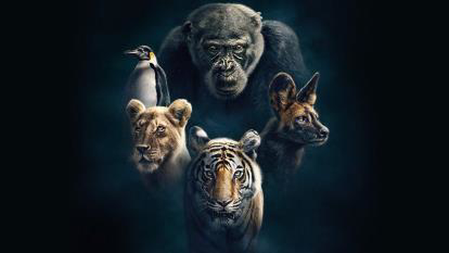 مستند جانواران شگفت انگیز: تاریخ طبیعی Fantastic Beasts: A Natural History 2022