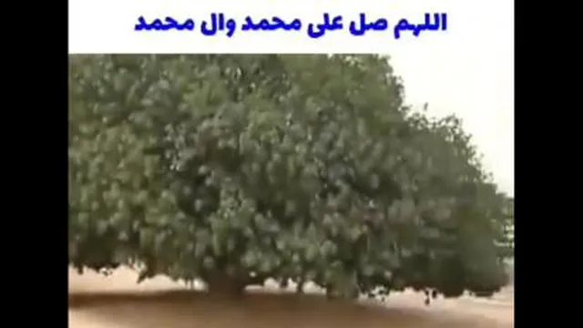 درختی که حضرت محمد(ص) زیر سا یه آن استراحت کردند