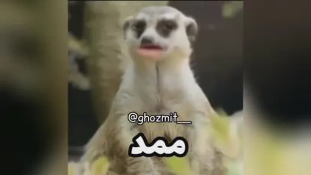 رو مخ