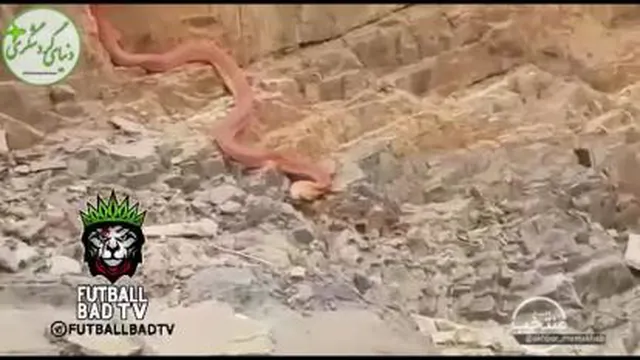 مار 20 متری تو مازندران آمل جاده بلده 😱