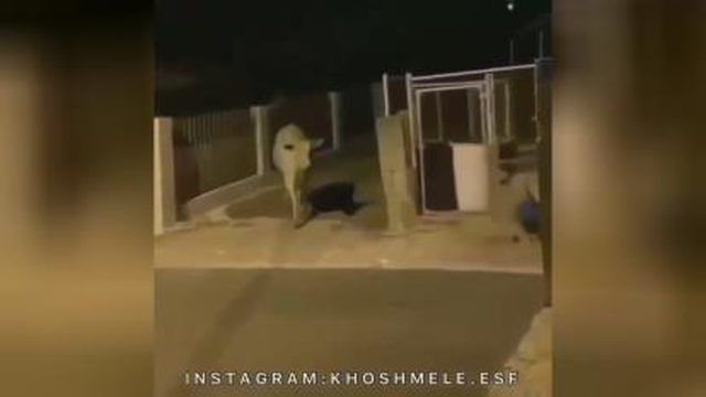 کلیپ طنز