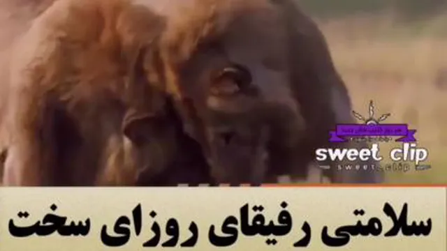 شیر هم که باشی جلو کفتارا کم میاری.