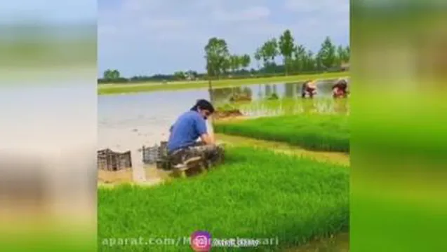 برنج کاری امل زیبا