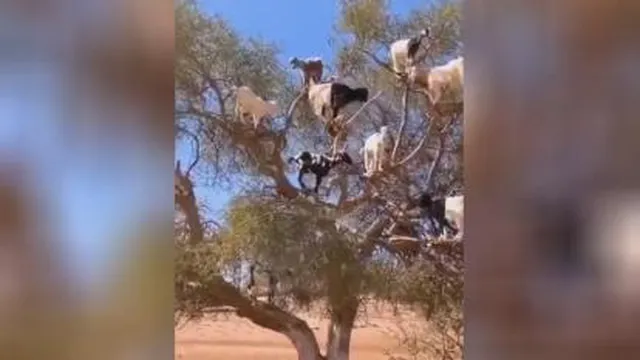 درخت بز 😂