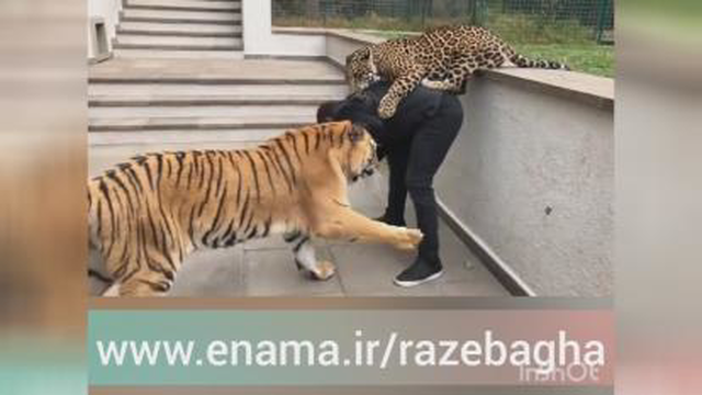 بازی با جگوار و ببر