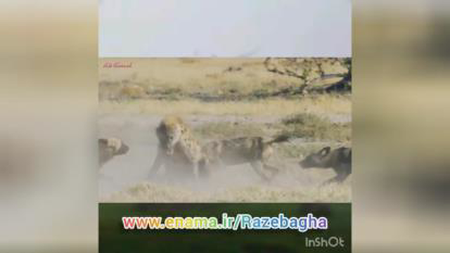 جنگ سگ وحشی و کفتار