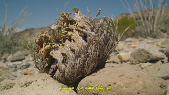 مستند سیاره سبز فصل 1قسمت4