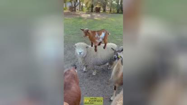 تاکسی گوسفندان🤣🤣