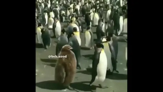 سعید وکرونا