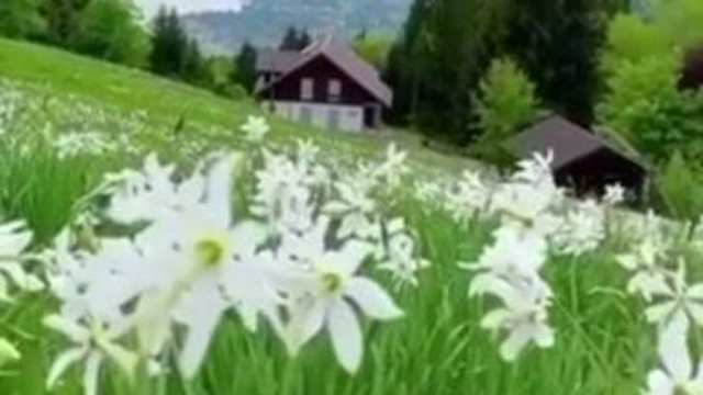 طبیعت زیبا